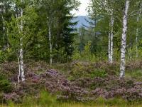 Blühende Besenheide und leuchtende Birkenstämme im Egerndacher Filz